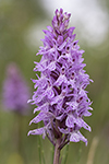 Skogsnycklar (Fläcknycklar)/Dactylorhiza fuchsii/Common Spotted Orchid